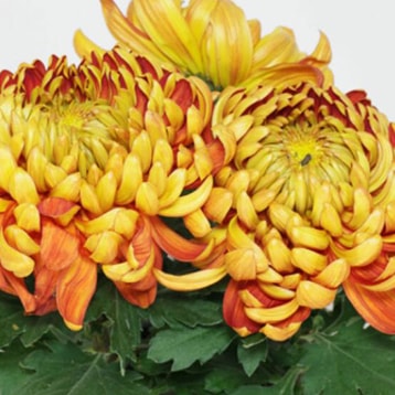 Großblumige chrysanthemen-min